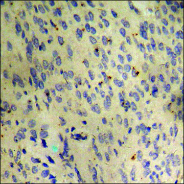 Anti-phospho-p53 (pSer366) antibody produced in rabbit affinity isolated antibody