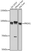 Anti-PROX1 Antibody, clone 9I9A7, Rabbit Monoclonal