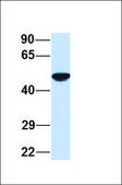 Anti-FYN antibody produced in rabbit affinity isolated antibody