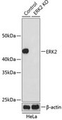 Anti- ERK2 antibody produced in rabbit