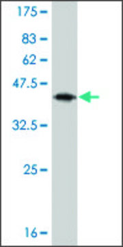 Monoclonal Anti-IL13 antibody produced in mouse clone 7E4, purified immunoglobulin, buffered aqueous solution
