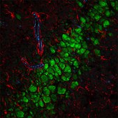 Anti-Rabbit IgG (H+L), highly cross-adsorbed, CF&#8482; 555 antibody produced in goat ~2&#160;mg/mL, affinity isolated antibody