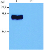 Monoclonal Anti-STIM1 antibody produced in mouse clone CDN3H4
