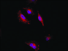 Anti-NOX1 antibody produced in rabbit ~1.5&#160;mg/mL, affinity isolated antibody