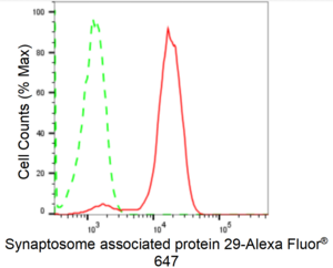 KD-Validated Anti Synaptosome Associated Protein 29 Antibody, clone 24GB1855, Rabbit Monoclonal clone 24GB1855, recombinant rabbit monoclonal, expressed in HEK293 cells
