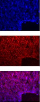 Anti-HES-5 Antibody Chemicon&#174;, from rabbit