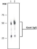 Anti-Goat IgG (whole molecule)–Alkaline Phosphatase antibody produced in rabbit affinity isolated antibody, buffered aqueous glycerol solution