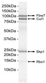 SCF-Fbw7 Protein Complex, Active, 10 &#181;g Active complex of four (4) full length, recombinant human enzymes: Fbw7, Skp1, Cul1 &amp; Rbx1. For use in Enzyme Assays. Functions as an E3 ligase in ubiquitination assays.