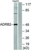 Anti-ADRB2 antibody produced in rabbit affinity isolated antibody