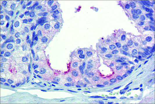 Anti-AMH affinity isolated antibody