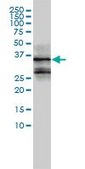 Monoclonal Anti-FOSL2 antibody produced in mouse clone 2B4-1C2, purified immunoglobulin, buffered aqueous solution