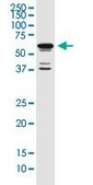 Monoclonal Anti-POU3F2 antibody produced in mouse clone 6F6, purified immunoglobulin, buffered aqueous solution