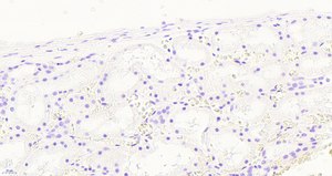 Anti-NOX1 antibody produced in goat affinity isolated antibody, buffered aqueous solution