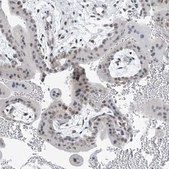 Anti-TAF8 antibody produced in rabbit Prestige Antibodies&#174; Powered by Atlas Antibodies, affinity isolated antibody, buffered aqueous glycerol solution