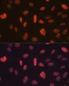 Anti-FTO antibody produced in rabbit
