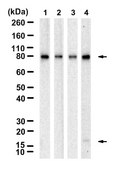 Anti-SUMO-1 Antibody, clone 2B6 ZooMAb® Rabbit Monoclonal recombinant, expressed in HEK 293 cells