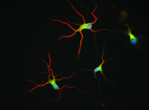 Anti-&#946;-Tubulin Isotype III antibody, Mouse monoclonal clone SDL.3D10, purified from hybridoma cell culture
