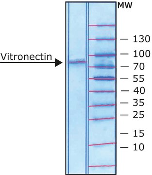 Vitronectin from rat plasma lyophilized powder, BioReagent, suitable for cell culture