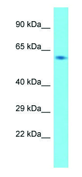 Anti-Usp21 (N-terminal) antibody produced in rabbit affinity isolated antibody