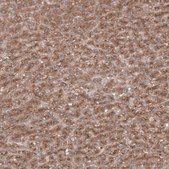 Anti-SEC31A antibody produced in rabbit Prestige Antibodies&#174; Powered by Atlas Antibodies, affinity isolated antibody, buffered aqueous glycerol solution