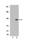 Anti-IDO (Indoleamine 2,3-Dioxygenase) Antibody, clone 10.1 clone 10.1, Upstate&#174;, from mouse