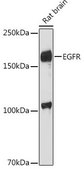 Anti- EGFR antibody produced in rabbit