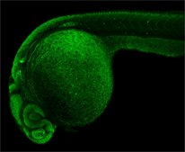 Anti-sox2 antibody produced in rabbit affinity isolated antibody, buffered aqueous solution