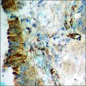 Anti-phospho-Adrenergic Receptor &#946;2 (pSer346) antibody produced in rabbit affinity isolated antibody