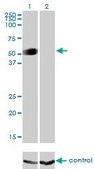 Monoclonal Anti-GATA2 antibody produced in mouse clone 2D11, purified immunoglobulin, buffered aqueous solution