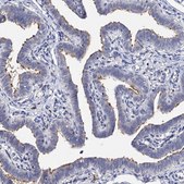 Anti-DNAH6 antibody produced in rabbit Prestige Antibodies&#174; Powered by Atlas Antibodies, affinity isolated antibody, buffered aqueous glycerol solution