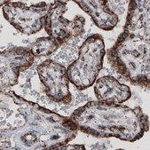 Monoclonal Anti-CS antibody produced in mouse Prestige Antibodies&#174; Powered by Atlas Antibodies, clone CL2545, purified immunoglobulin, buffered aqueous glycerol solution