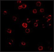 Anti-CXCR4 antibody produced in rabbit IgG fraction of antiserum, buffered aqueous solution