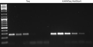 KAPA Taq HotStart suitable for PCR, with dNTPs