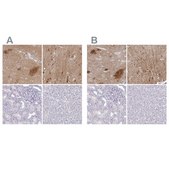 Anti-OMG antibody produced in rabbit Prestige Antibodies&#174; Powered by Atlas Antibodies, affinity isolated antibody, buffered aqueous glycerol solution