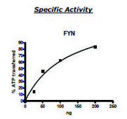 FYN A active human recombinant, expressed in baculovirus infected Sf9 cells, &#8805;60% (SDS-PAGE)