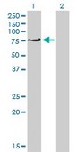 Monoclonal Anti-PRKCI antibody produced in mouse clone 1G11, purified immunoglobulin, buffered aqueous solution