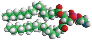 18:0 PE Avanti Research&#8482; - A Croda Brand