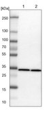 Anti-ARPC2 antibody produced in rabbit Prestige Antibodies&#174; Powered by Atlas Antibodies, affinity isolated antibody, buffered aqueous glycerol solution
