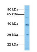 Anti-SCD antibody produced in rabbit IgG fraction of antiserum
