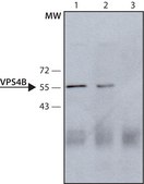 Anti-VPS4 antibody produced in rabbit ~1.0&#160;mg/mL, affinity isolated antibody, buffered aqueous solution