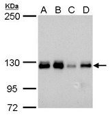 Monoclonal Anti-ARHGEF18 antibody produced in mouse clone GT1972, affinity isolated antibody