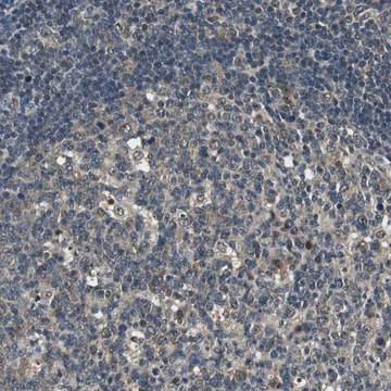 Anti-PSMB4 antibody produced in rabbit Prestige Antibodies&#174; Powered by Atlas Antibodies, affinity isolated antibody, buffered aqueous glycerol solution