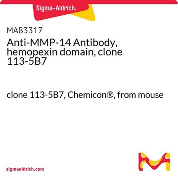 Anti-MMP-14 Antibody, hemopexin domain, clone 113-5B7 clone 113-5B7, Chemicon&#174;, from mouse