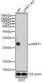 [KO Validated]Anti-HPRT1 Antibody, clone 4N2Q6, Rabbit Monoclonal