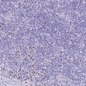 Anti-BHLHA15 antibody produced in rabbit Prestige Antibodies&#174; Powered by Atlas Antibodies, affinity isolated antibody, buffered aqueous glycerol solution