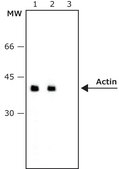 Monoclonal Anti-Actin, Smooth Muscle antibody produced in mouse ~1.0&#160;mg/mL, clone CGA7, purified immunoglobulin, buffered aqueous solution