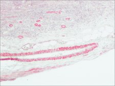 Anti-Mouse IgG (Fab specific)–Alkaline Phosphatase antibody produced in goat affinity isolated antibody, buffered aqueous solution