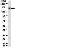 Anti-G9a (BAT8) Antibody from rabbit, purified by affinity chromatography