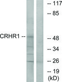Anti-CRHR1 antibody produced in rabbit affinity isolated antibody