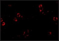 Monoclonal Anti-XBP-1 antibody produced in mouse clone 3H1G4, purified immunoglobulin, buffered aqueous solution